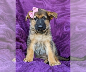 German Shepherd Dog Puppy for sale in ELKTON, MD, USA
