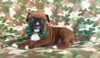 Small Photo #5 Boxer Puppy For Sale in LANCASTER, PA, USA