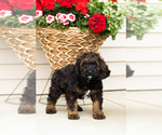 Small #2 Cocker Spaniel-Poodle (Miniature) Mix