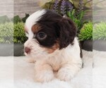 Small #3 Cavapoo