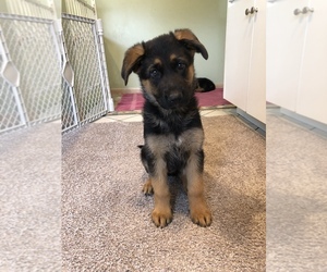 German Shepherd Dog Puppy for sale in WESTCHESTER, IL, USA