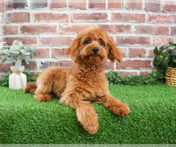 Medium Photo #8 Cavapoo (Miniature) Puppy For Sale in SYRACUSE, IN, USA