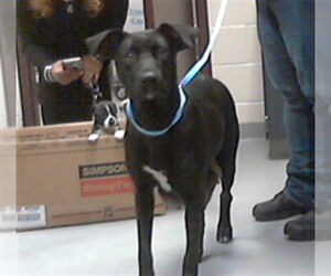 Labrador Retriever-Unknown Mix Dogs for adoption in Fayetteville, NC, USA