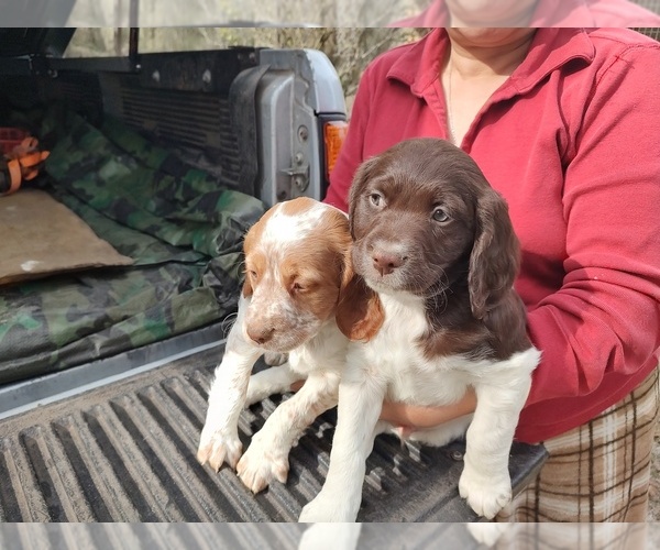 Medium Photo #9 Brittany Puppy For Sale in FORT MC COY, FL, USA