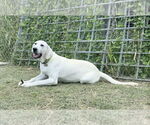 Small #1 Akbash-Anatolian Shepherd Mix