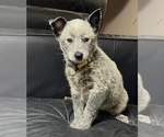 Puppy Puppy 1 Australian Cattle Dog