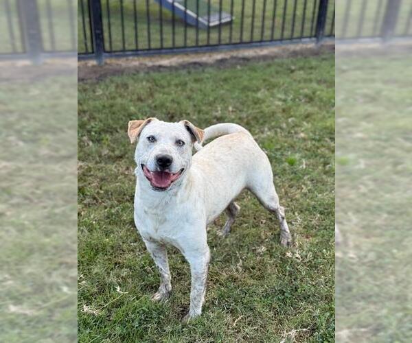 Medium Photo #1 Mutt Puppy For Sale in Riverside, CA, USA