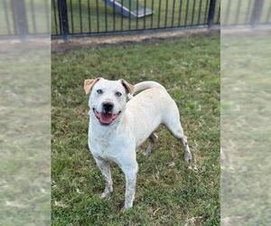 Mutt Dogs for adoption in Riverside, CA, USA