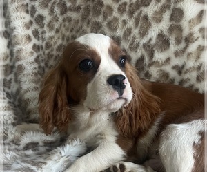 Cavalier King Charles Spaniel Puppy for sale in ABILENE, TX, USA