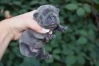 Small #11 French Bulldog