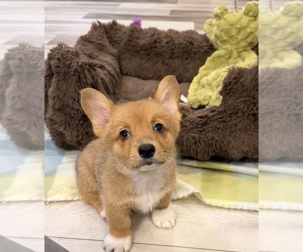 Medium Photo #2 Pembroke Welsh Corgi Puppy For Sale in GUTHRIE, KY, USA