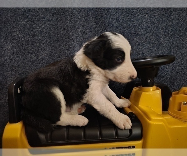 Medium Photo #21 Border Collie Puppy For Sale in NORBORNE, MO, USA