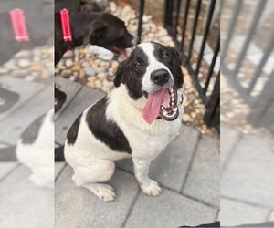Border Collie-Unknown Mix Dogs for adoption in Oakhurst, NJ, USA