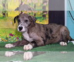 Small #2 Catahoula Leopard Dog Mix