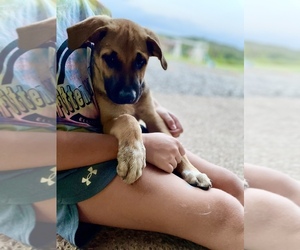 German Shepherd Dog-Mutt Mix Dog for Adoption in MARION, Kentucky USA