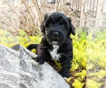 Small #1 Poovanese