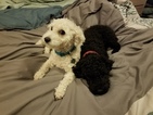 Small Photo #1 Poodle (Miniature) Puppy For Sale in EMPORIA, KS, USA