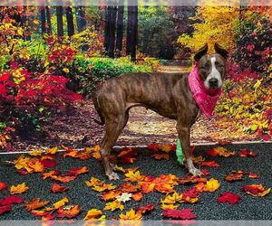 Mutt Dogs for adoption in Sanford, FL, USA