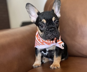 French Bulldog Puppy for sale in NORTHRIDGE, CA, USA
