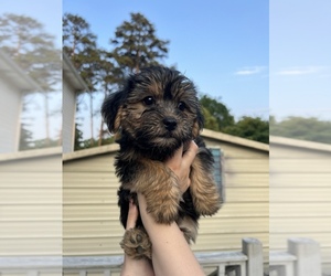 Shorkie Tzu Dog for Adoption in ROSSVILLE, Georgia USA