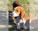 Small #2 Basset Hound
