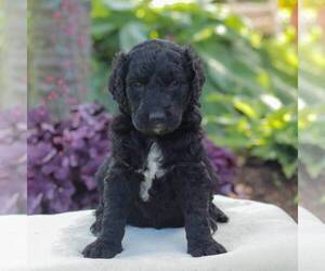 Goldendoodle Puppy for sale in NEW ENTERPRISE, PA, USA