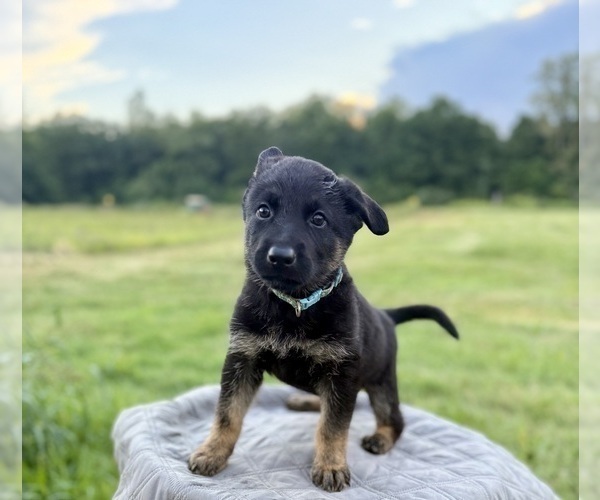 Medium Photo #8 German Shepherd Dog Puppy For Sale in SUMPTER TWP, MI, USA