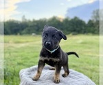 Small Photo #12 German Shepherd Dog Puppy For Sale in SUMPTER TWP, MI, USA
