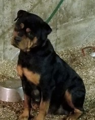 Mother of the Rottweiler puppies born on 11/10/2017