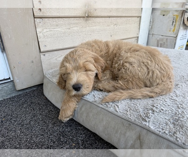 Medium Photo #6 Goldendoodle Puppy For Sale in OAKLAND, CA, USA