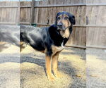 Small #11 Mutt
