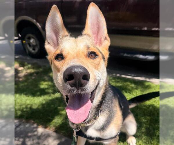 Medium Photo #3 German Shepherd Dog Puppy For Sale in Alameda, CA, USA