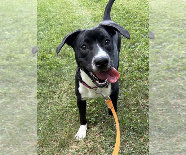 Medium Photo #15 Labbe Puppy For Sale in Osgood, IN, USA