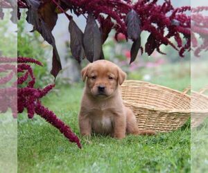 Labrador Retriever Puppy for sale in HYDE PARK, VT, USA