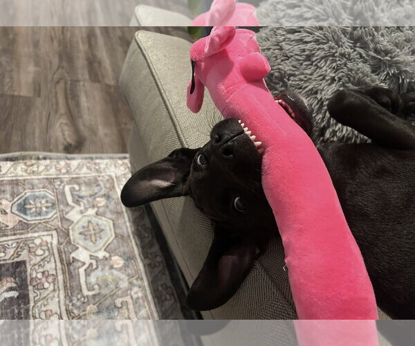 Medium Photo #3 Labrador Retriever-Unknown Mix Puppy For Sale in Holly Springs, NC, USA