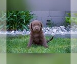 Small #1 Labrador Retriever