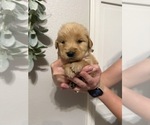 Small #4 Golden Retriever