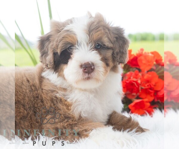 Medium Photo #1 Bernedoodle (Miniature) Puppy For Sale in NEWPORT, PA, USA