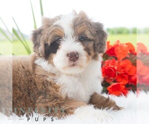Bernedoodle (Miniature) Puppy for sale in NEWPORT, PA, USA