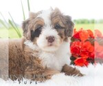 Small Bernedoodle (Miniature)