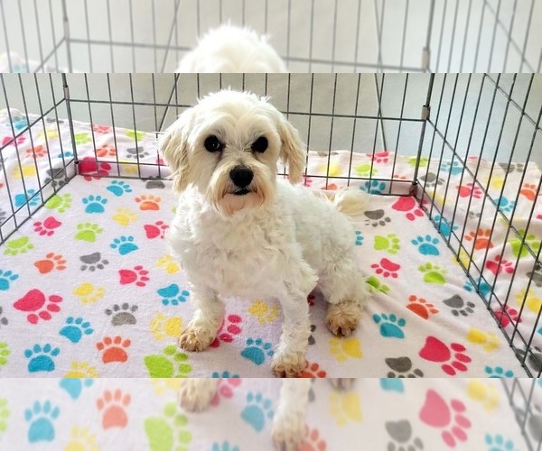 Medium Photo #7 Maltese Puppy For Sale in ORO VALLEY, AZ, USA