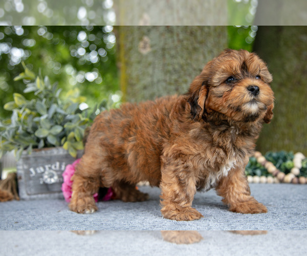 Medium Photo #2 Shih-Poo Puppy For Sale in SHILOH, OH, USA