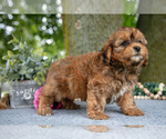 Small #1 Shih-Poo