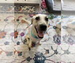 Small #2 Labrador Retriever Mix