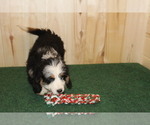 Small Photo #2 Miniature Bernedoodle Puppy For Sale in HORN CREEK, CO, USA