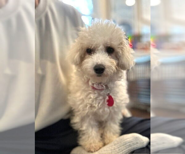Medium Photo #2 Bichon Frise-Unknown Mix Puppy For Sale in St. Louis Park, MN, USA