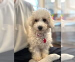 Small #1 Bichon Frise Mix