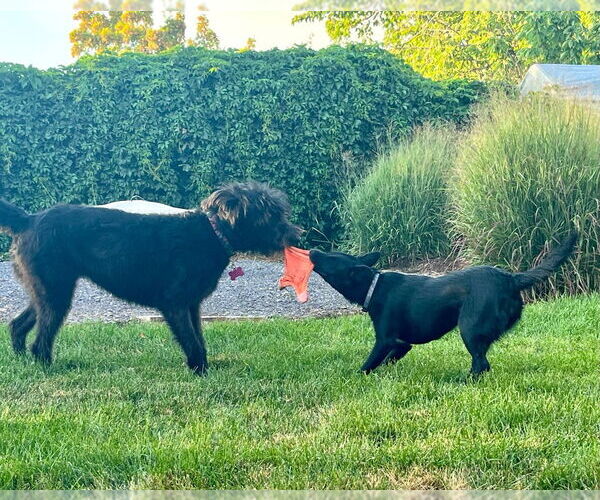 Medium Photo #2 Border Collie-Unknown Mix Puppy For Sale in Salt Lake City, UT, USA
