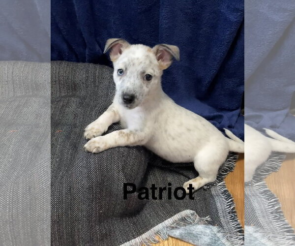 Medium Photo #1 Mutt Puppy For Sale in Topeka, KS, USA