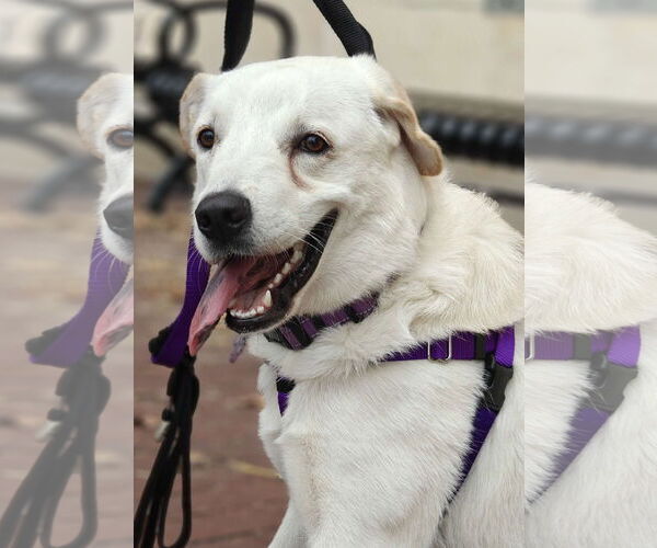 Medium Photo #4 Great Pyrenees-Unknown Mix Puppy For Sale in Fort Worth, TX, USA
